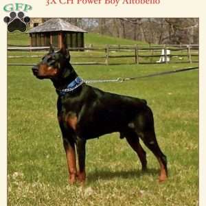 Charlie, Doberman Pinscher Puppy